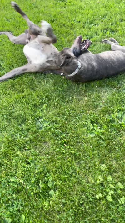 Raven, a female Great Dane and Cane Corso for sale in Denver, CO – 8 of 10