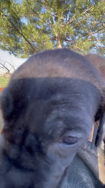 Bre’s Raven , a female Great Dane and Cane Corso for sale in Denver, CO – 4 of 10