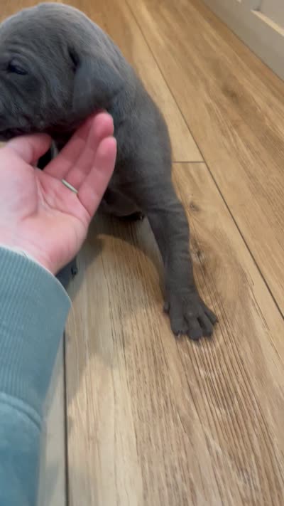 Light gray , a male Great Dane and Cane Corso for sale in Denver, CO – 2 of 5