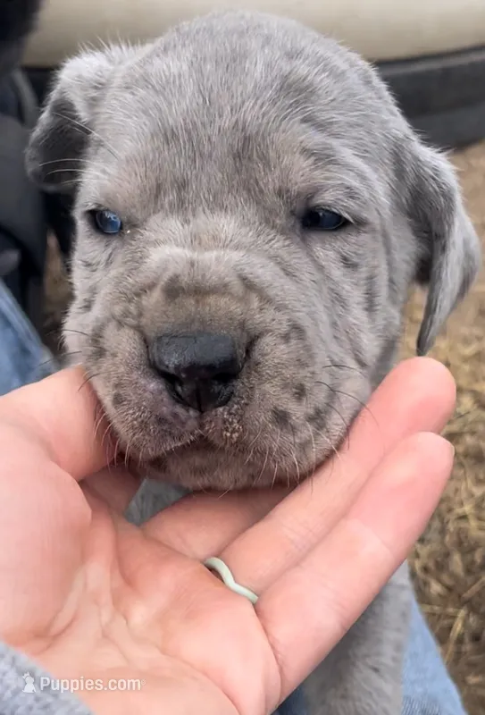 Rex – Great Dane, Cane Corso puppy for sale in Denver, CO