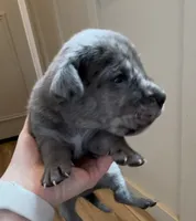 Bear, a male Great Dane and Cane Corso for sale in Denver, CO – 1 of 5