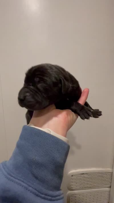 Bre’s Raven , a female Cane Corso for sale in Denver, CO – 2 of 5