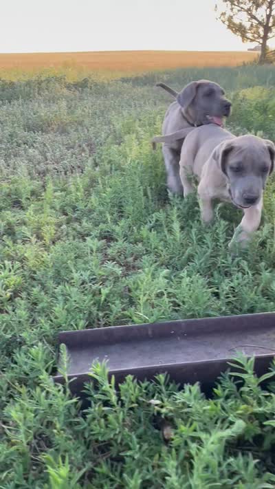 Hershey (black collar), a male Great Dane and Cane Corso for sale in Denver, CO – 6 of 9
