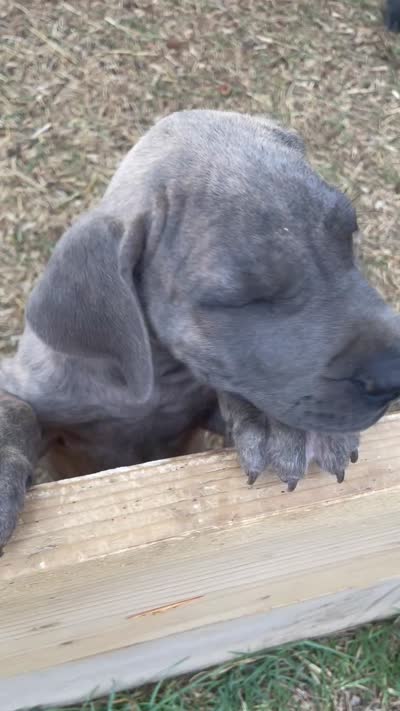 Hershey (black collar), a male Great Dane and Cane Corso for sale in Denver, CO – 7 of 10