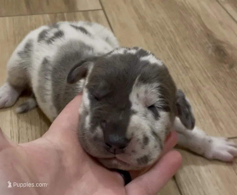 Thor – Great Dane, Cane Corso puppy for sale in Denver, CO