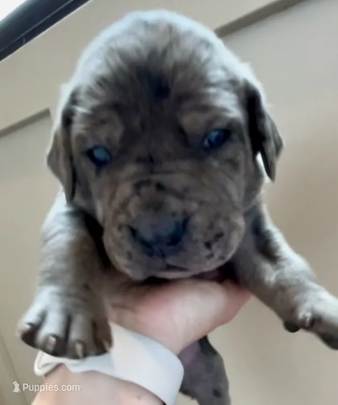 Shadow  – Great Dane, Cane Corso puppy for sale in Denver, CO