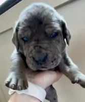 Shadow , a female Great Dane and Cane Corso for sale in Denver, CO – 1 of 6