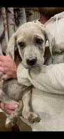Ginger, a female Great Dane and Cane Corso for sale in Denver, CO – 2 of 2
