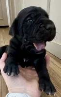 Raven, a female Great Dane and Cane Corso for sale in Denver, CO – 2 of 5