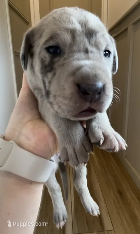 Pepper – Great Dane, Cane Corso puppy for sale in Denver, CO