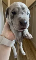 Pepper, a female Great Dane and Cane Corso for sale in Denver, CO – 1 of 5
