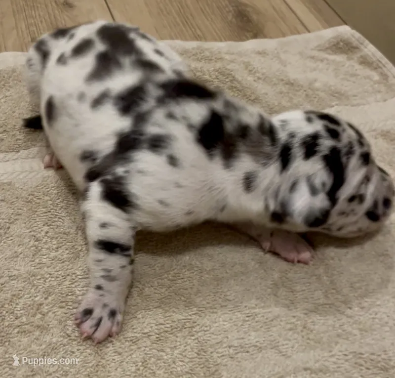 Domino 🐶 – Great Dane, Cane Corso puppy for sale in Denver, CO