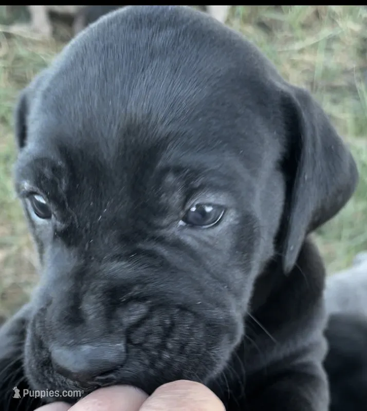 Raven – Great Dane, Cane Corso puppy for sale in Denver, CO