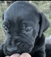 Raven, a female Great Dane and Cane Corso for sale in Denver, CO – 2 of 10