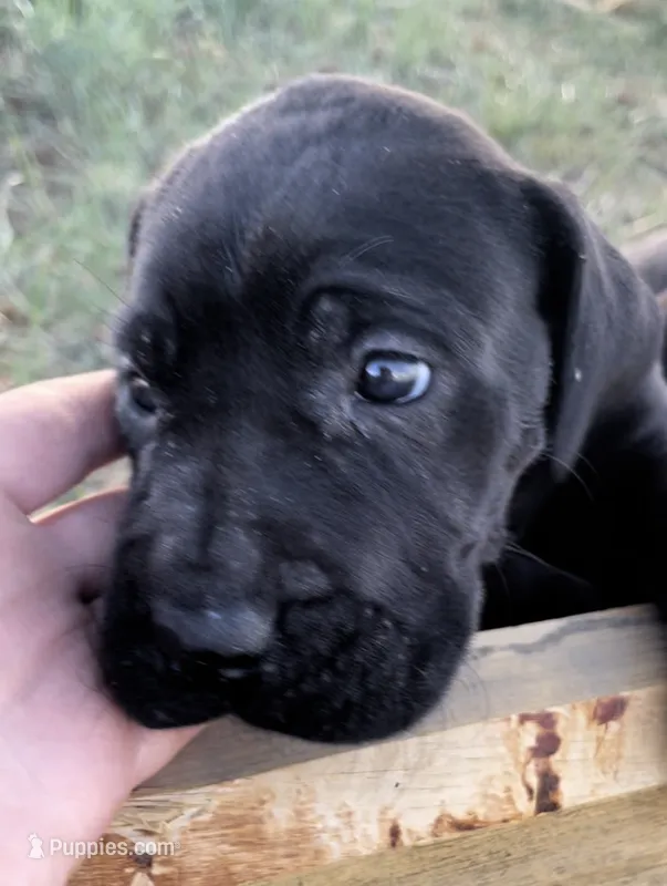 Bre’s Raven  – Cane Corso puppy for sale in Denver, CO