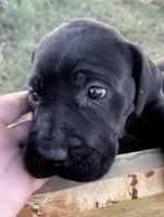 Bre’s Raven , a female Great Dane and Cane Corso for sale in Denver, CO – 1 of 10