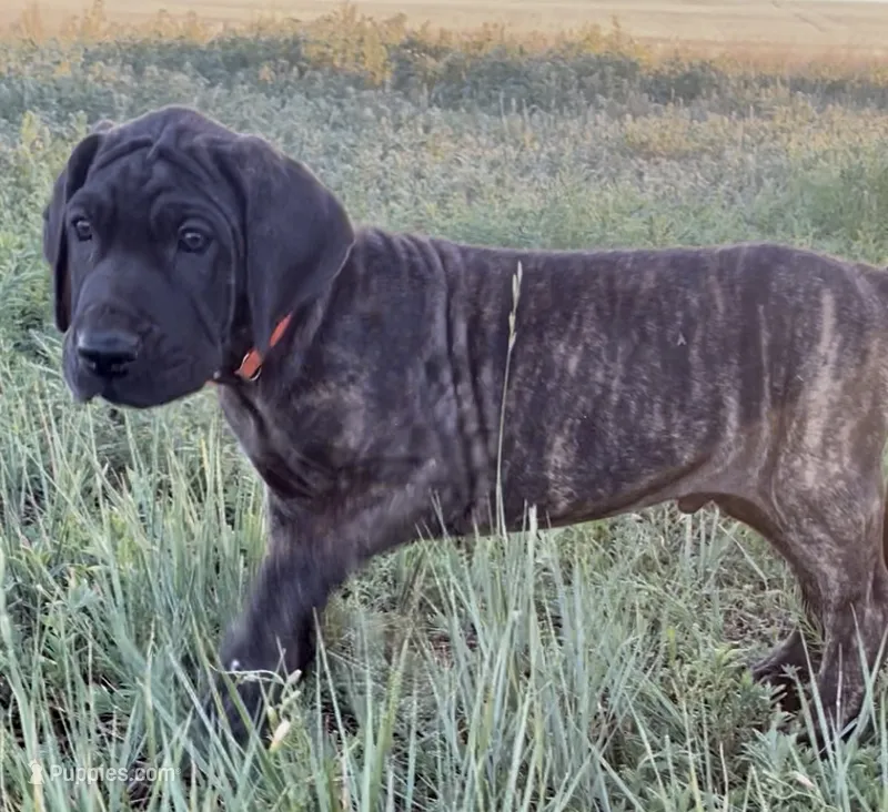 Rolo (orange collar)  – Great Dane, Cane Corso puppy for sale in Denver, CO