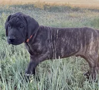 Rolo (orange collar) , a male Great Dane and Cane Corso for sale in Denver, CO – 1 of 10