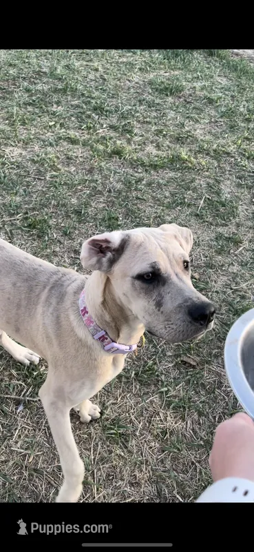Ginger, a female Great Dane and Cane Corso for sale in Denver, CO – 1 of 2
