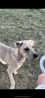 Ginger, a female Great Dane and Cane Corso for sale in Denver, CO – 1 of 2