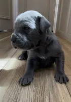 Cinder, a female Great Dane and Cane Corso for sale in Denver, CO – 2 of 6