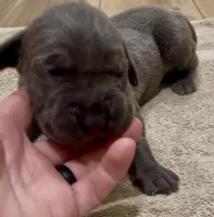 🔥 Ash 🐶, a female Great Dane and Cane Corso for sale in Denver, CO – 2 of 3