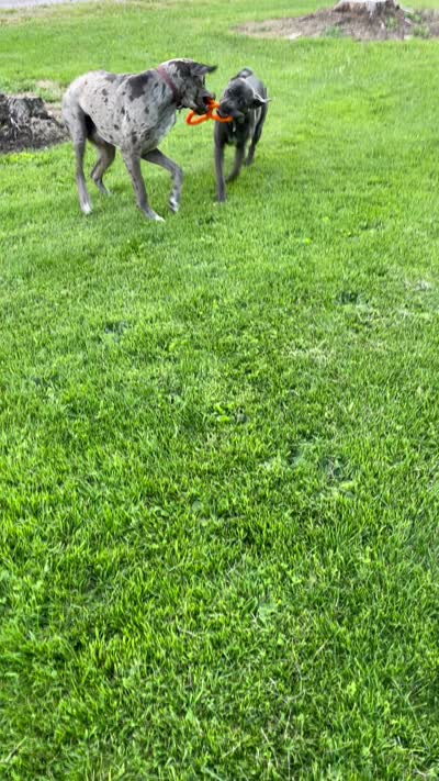 Zorro, a male Great Dane and Cane Corso for sale in Denver, CO – 6 of 8