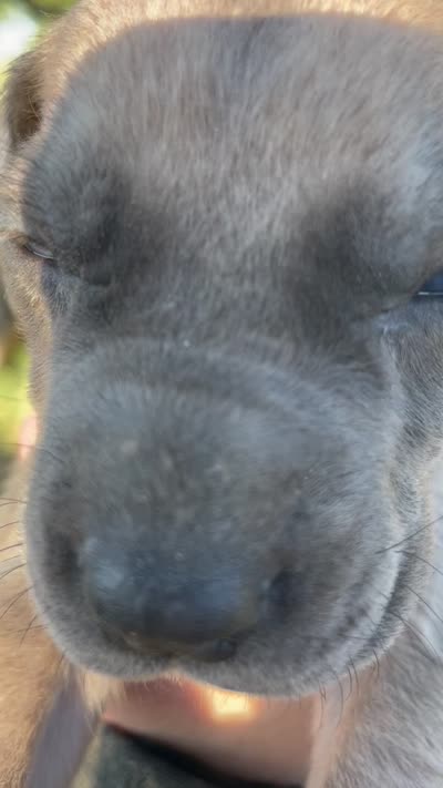 Butterscotch , a female Great Dane and Cane Corso for sale in Denver, CO – 3 of 10