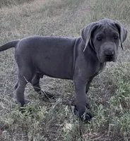 Starboy (blue collar), a male Great Dane and Cane Corso for sale in Denver, CO – 2 of 10