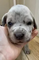 Patches, a female Great Dane and Cane Corso for sale in Denver, CO – 4 of 7