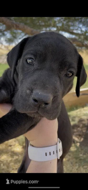 Bre’s Raven  – Great Dane, Cane Corso puppy for sale in Denver, CO