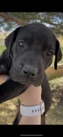 Bre’s Raven , a female Great Dane and Cane Corso for sale in Denver, CO – 1 of 10