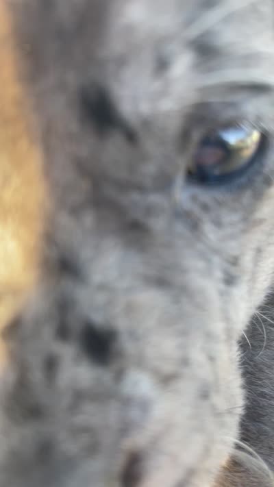 Bear, a male Great Dane and Cane Corso for sale in Denver, CO – 8 of 10
