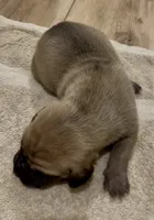 ✨ Ember  🐶, a female Great Dane and Cane Corso for sale in Denver, CO – 2 of 5