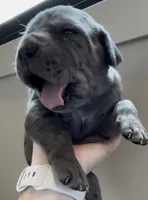 Shadow , a female Great Dane and Cane Corso for sale in Denver, CO – 3 of 6