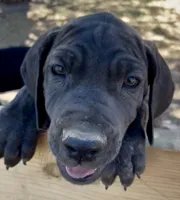 Rolo (orange collar) , a male Great Dane and Cane Corso for sale in Denver, CO – 2 of 10