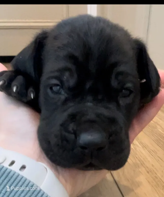 Bre’s Raven  – Cane Corso puppy for sale in Denver, CO