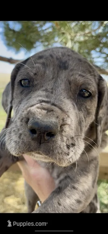 Shadow  – Great Dane, Cane Corso puppy for sale in Denver, CO