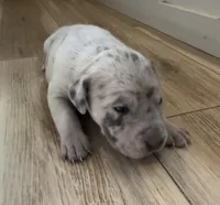 Pepper, a female Great Dane and Cane Corso for sale in Denver, CO – 2 of 5