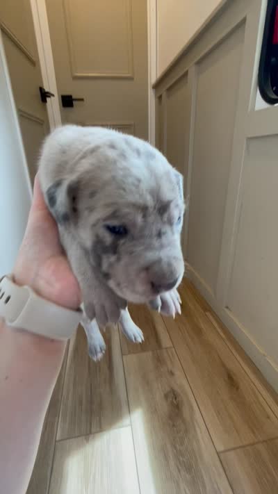 Pepper, a female Great Dane and Cane Corso for sale in Denver, CO – 3 of 7