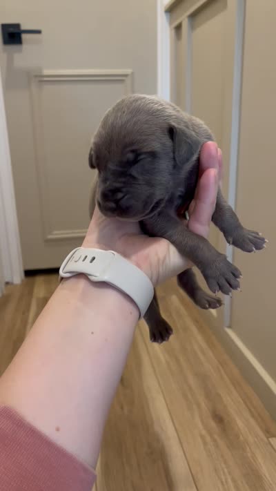 Hershey , a male Great Dane and Cane Corso for sale in Denver, CO – 2 of 5