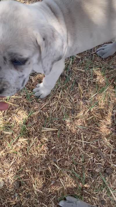 Patches, a female Great Dane and Cane Corso for sale in Denver, CO – 10 of 10