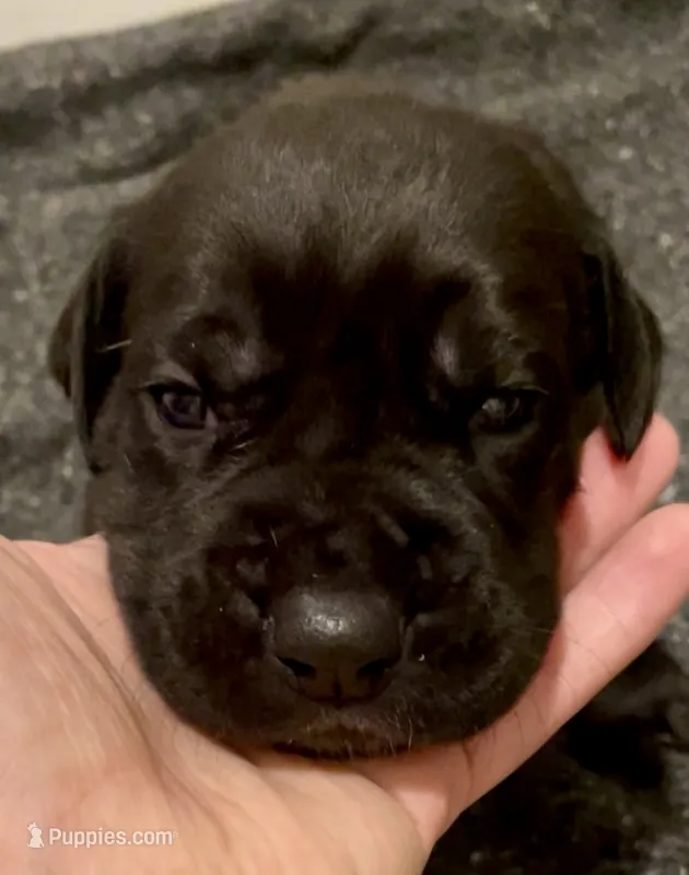 Diesel 🐶 ⛽️ – Great Dane, Cane Corso puppy for sale in Denver, CO