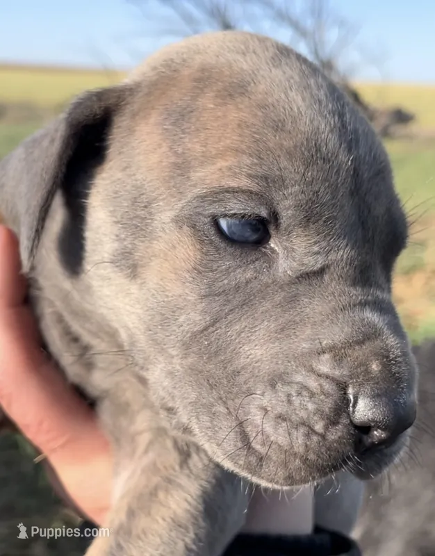 Hershey  – Great Dane, Cane Corso puppy for sale in Denver, CO