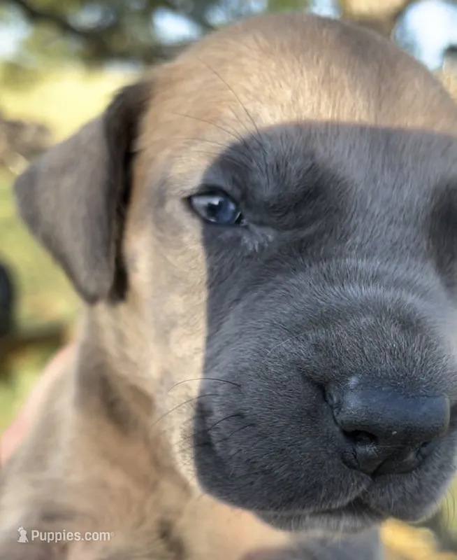 Butterscotch  – Cane Corso puppy for sale in Denver, CO