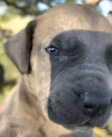Butterscotch , a female Great Dane and Cane Corso for sale in Denver, CO – 1 of 10