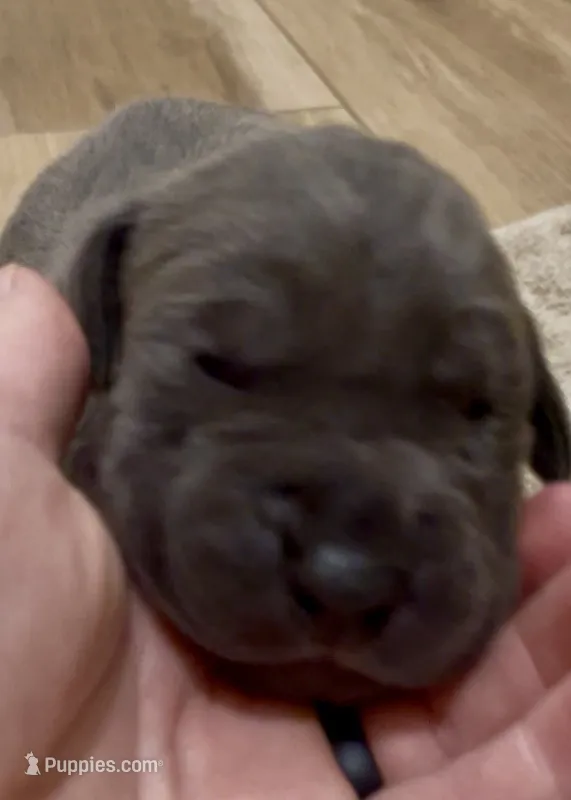 Ash – Great Dane, Cane Corso puppy for sale in Denver, CO