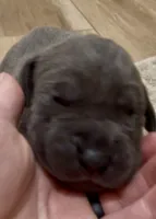 🔥 Ash 🐶, a female Great Dane and Cane Corso for sale in Denver, CO – 1 of 3