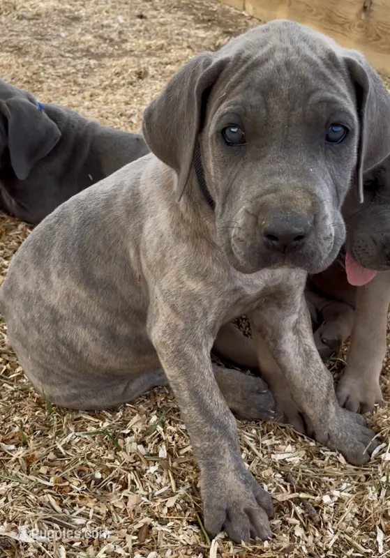 Hershey (black collar) – Great Dane, Cane Corso puppy for sale in Denver, CO