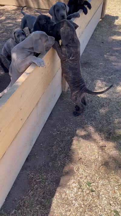 Rolo (orange collar) , a male Great Dane and Cane Corso for sale in Denver, CO – 9 of 10
